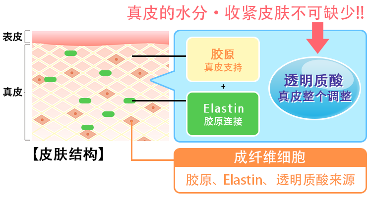 真皮の潤い・ハリに欠かせない！！