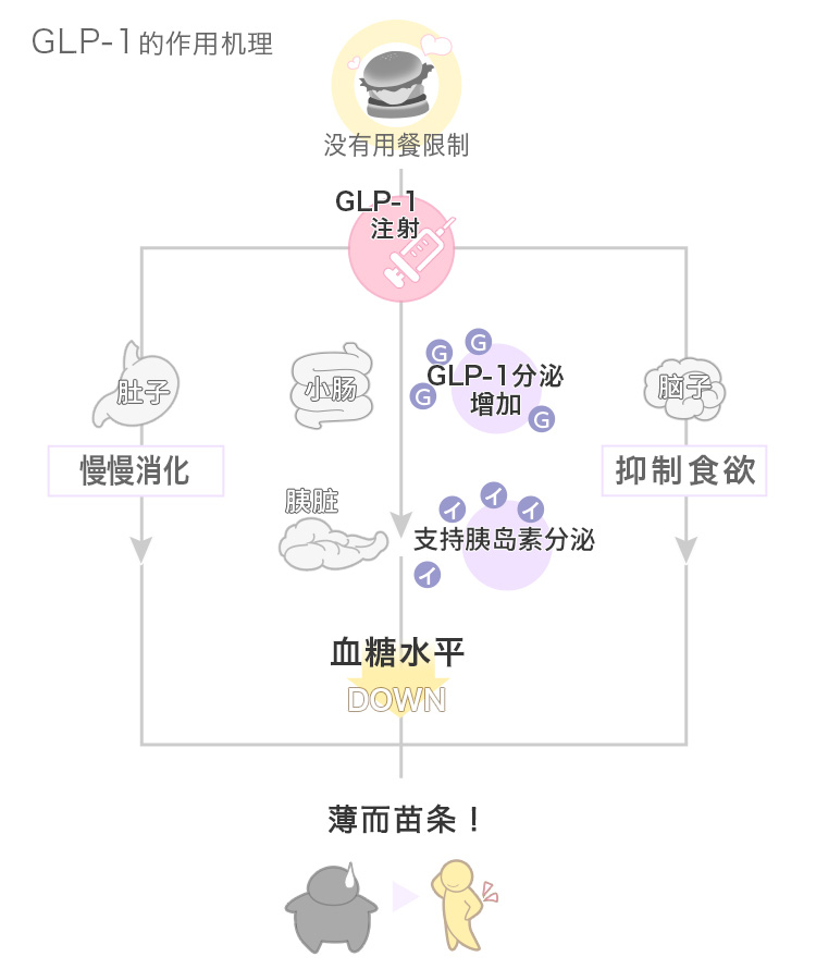 GLP-1の作用機序