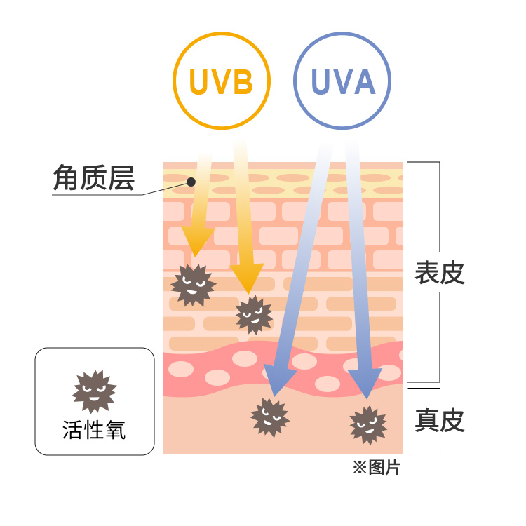 紫外線の肌への影響イメージ